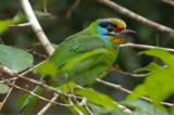 Barbet, Black-browed @ Jeriau Falls