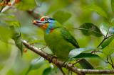 Barbet, Black-browed @ Jeriau Falls