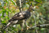 Eagle, Blyths Hawk (juvenile) @ New Road