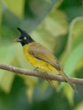 Bulbul, Black-crested @ The Gap