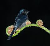 Drongo, Lesser Racket-tailed @ Jelai Resort