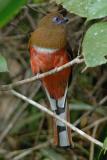 Trogon, Red-headed (female) @ Jalan Air Terjun