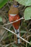 Trogon, Red-headed (female) @ Jalan Air Terjun