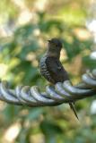 Cuckoo, Indian @ Jalan Richmond