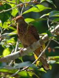 Dove, Little-cuckoo @ Jalan Air Terjun