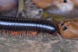 Millipede