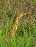 Bittern, Cinnamon (male) @ Sungei Balang