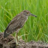 Heron, Black-crowned Night (juvenile) @ Sungei Balang