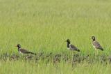 Lapwing, Red-wattled @ Sungei Balang