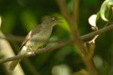 Bulbul, Cream-vented @ Upper Pierce