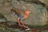 Crake, Red-Legged @ Botanic Gardens