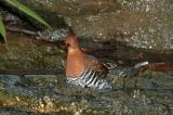 Crake, Red-Legged @ Botanic Gardens