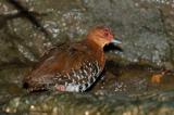Crake, Red-Legged @ Botanic Gardens