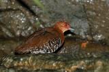 Crake, Red-Legged @ Botanic Gardens