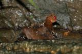 Crake, Red-Legged @ Botanic Gardens