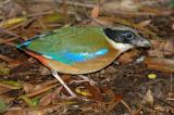 Pitta, Blue-Winged @ Botanic Garden