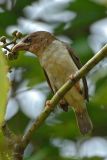 Barbet, Brown