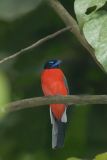 Trogon, Scarlet-rumped (male)