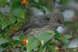 Starling, Asian Glossy (juvenile) @ Seletar