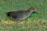 Rail, Slaty-breasted @ Choa Chu Kang Park