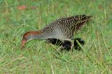 Rail, Slaty-breasted @ Choa Chu Kang Park