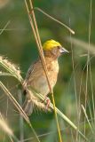 Weaver, Baya (male)