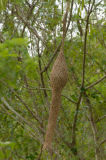 Weaver, Baya (abandoned nest)