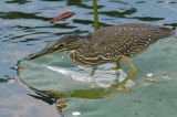 Heron, Striated (juvenile)