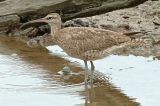 Whimbrel @ Sungei Buloh