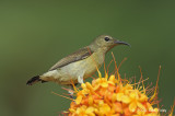 Sunbird, Purple-throated (female) @ Lower Peirce