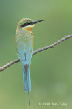 Bee-eater, Blue-tailed