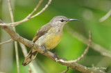 Sunbird, Copper-throated (female) @ Pulau Ubin