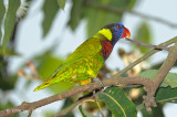 Lorikeet, Coconut @ Botanic Gardens