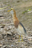 Heron, Javan Pond @ Lor Halus