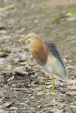 Heron, Javan Pond @ Lor Halus