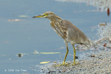 Heron, Javan Pond @ Lor Halus