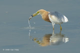 Heron, Javan Pond @ Lor Halus