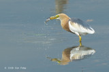 Heron, Javan Pond @ Lor Halus