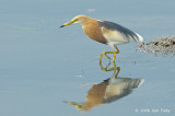 Heron, Javan Pond @ Lor Halus