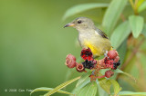 Flowerpecker, Orange-bellied (female)