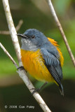 Flowerpecker, Orange-bellied (male)