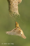 Weaver, Baya (female) @ Murai Farmway