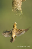 Weaver, Baya (female) @ Murai Farmway