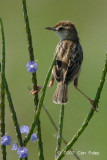 Cisticola, Zitting @ Changi Cove