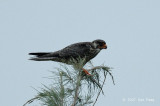 Falcon, Amur (female) @ Changi