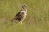 Harrier, Pied (female) @ Changi