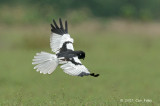 Harrier, Pied (male) @ Changi