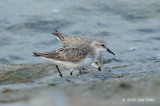 Stint, Red-necked @ Changi