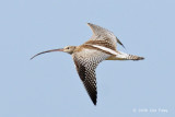 Curlew, Eurasian @ Changi