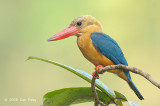 Kingfisher, Stork-billed @ Kinabatangan